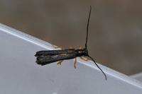 Oberea linearis