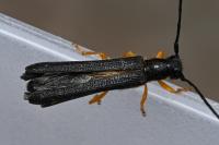 Oberea linearis