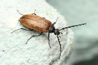 Pseudocistela ceramboides