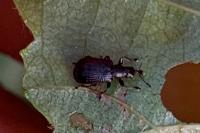 Deporaus betulae