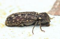 Lichenophanes varius