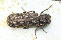Lichenophanes varius