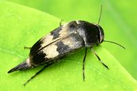 Variimorda