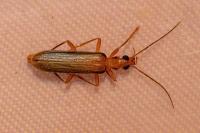 Nacerdes carniolica