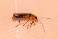 Nacerdes carniolica