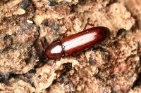 Corticeus