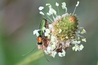Anogcodes seladonius