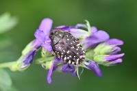 Oxythyrea funesta
