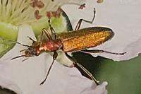 Chrysanthia viridissima