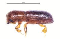 Xyleborus dryographus