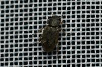 Helophorus