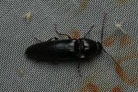 Melanotus