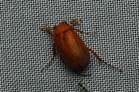 Serica brunnea