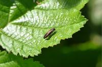 Agrilus