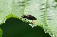 Agrilus