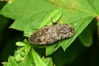 Agrypnus murinus