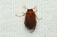 Serica brunnea