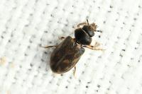Heterocerus