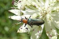 Anogcodes seladonius