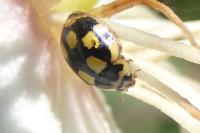 Propylea quatuordecimpunctata