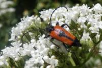 Stictoleptura cordigera