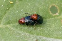 Podagrica fuscipes