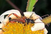 Stenopterus rufus