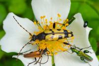 Rutpela maculata
