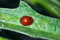Sphaeroderma