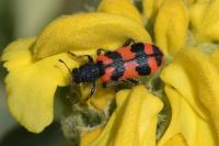 Trichodes alvearius