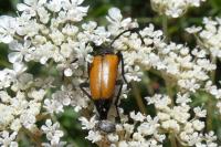 Stictoleptura fulva