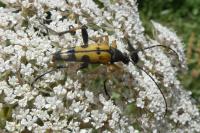 Rutpela maculata