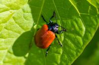 Chrysomela populi