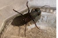 Ocypus olens