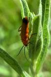 Rhagonycha fulva