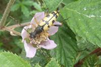 Rutpela maculata