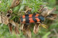 Trichodes alvearius