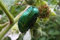 Cetonia aurata
