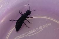 Ocypus olens