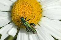 Oedemera nobilis