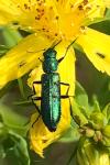 Psilothrix viridicoerulea