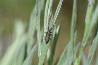 Agapanthia dahli