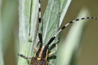 Agapanthia dahli