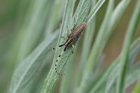 Agapanthia dahli