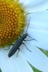 Oedemera