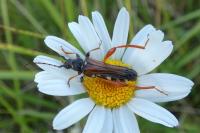 Stenopterus rufus