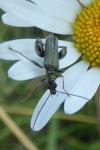 Oedemera flavipes