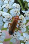 Rhagonycha fulva