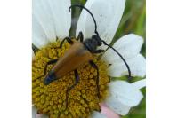 Stictoleptura fulva