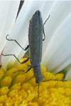 Dolichosoma lineare